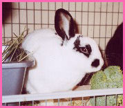 Pongo the Bunny